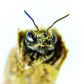 Summer Leaf Bees - (200ct) Free FedEx 2-Day Mail DEPRECATED CrownBees