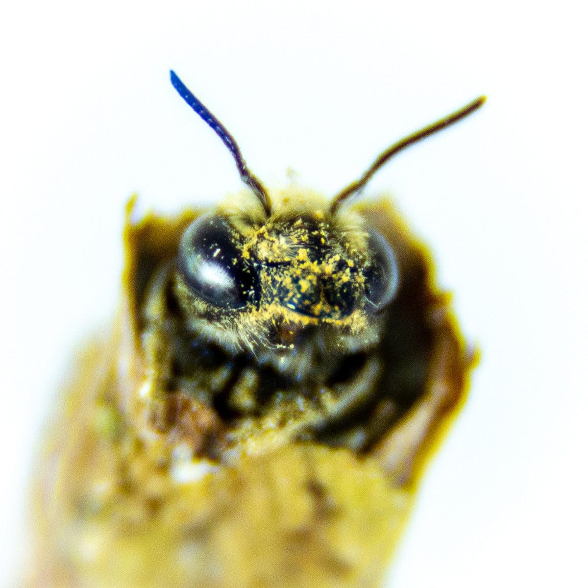 Leafcutter Bees - (200ct) Free FedEx 2-Day Mail CrownBees