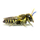 Summer Leafcutter Bees - 200 ct