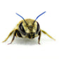 Summer Leafcutter Bees - 200 ct