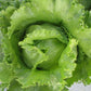 Iceberg Superior Lettuce Seeds (Organic) - Grow Organic