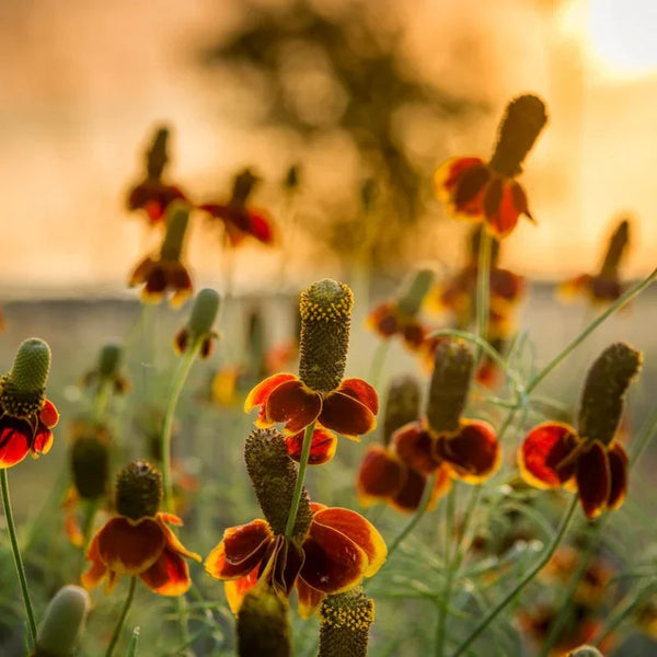 succulent mexican hat Mexican Hat (1/4 lb)