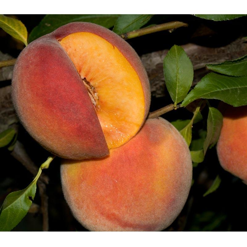 Mid-Pride Peach Tree