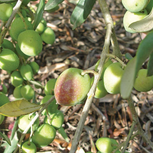 Mission Olive Tree