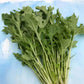 Harvested Mizuna leaves with slender stems and serrated edges