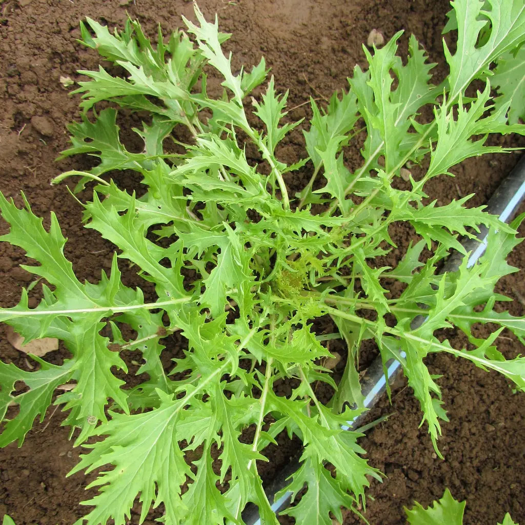 Mizuna growing in a garden bed