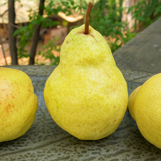 Motherlode Bartlett Pear Felix Gillet Institute
