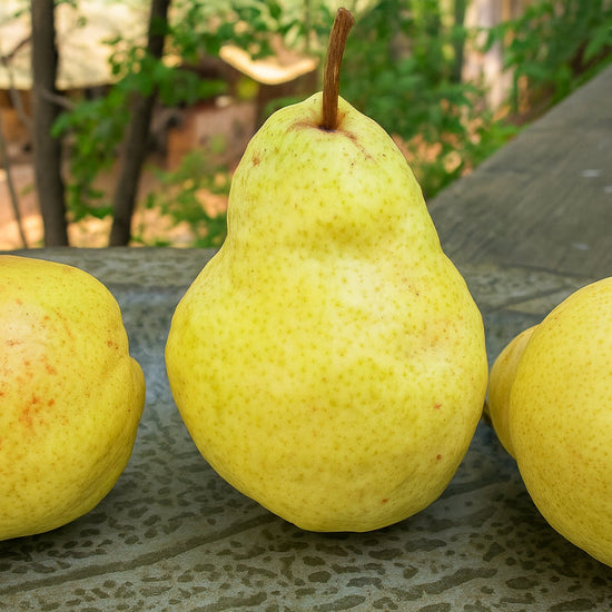Motherlode Bartlett Pear Felix Gillet Institute