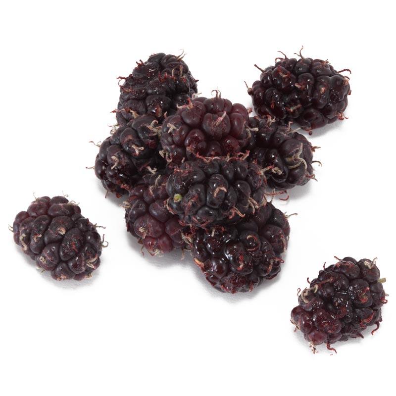Persian Mulberry Tree - Grow Organic