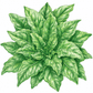 Organic Galilee Spinach Seeds (1/4 lb) Peaceful Valley