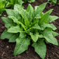 Organic Galilee Spinach Seeds (1/4 lb) Peaceful Valley