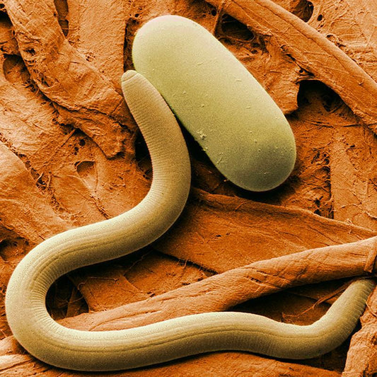 Organic Parasitic Nematodes, Heterohabditis bacteriophora