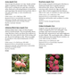 Sample page from the tree catalog showing apple varieties and photographs