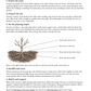 Sample tree catalog page with bare-root planting illustration and first-year care instructions
