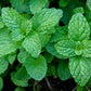 Peppermint Seeds Strictly Medicinal