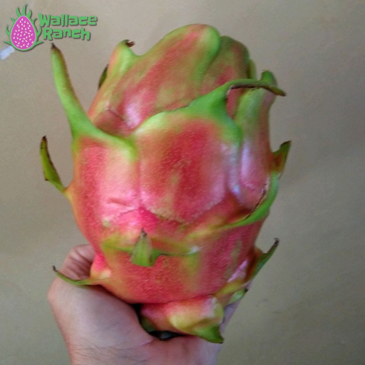 Physical Graffiti 1-S Wallace Ranch Dragon Fruit