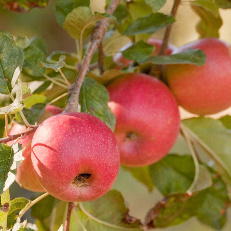 Pink Lady Apple Tree (Dwarf) - Grow Organic Pink Lady Apple Tree (Dwarf) Fruit and Nut Tree