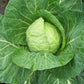 Organic  Round Green Cabbage