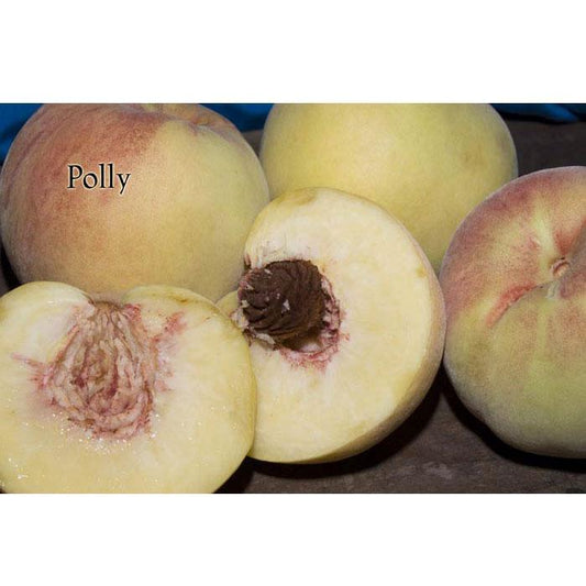 Polly White Peach Tree Grow Organic