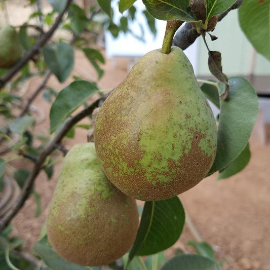 Potomac Pear Tree