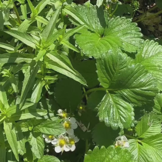 Improving Soil Biology Tip of Week