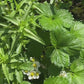 Improving Soil Biology Tip of Week