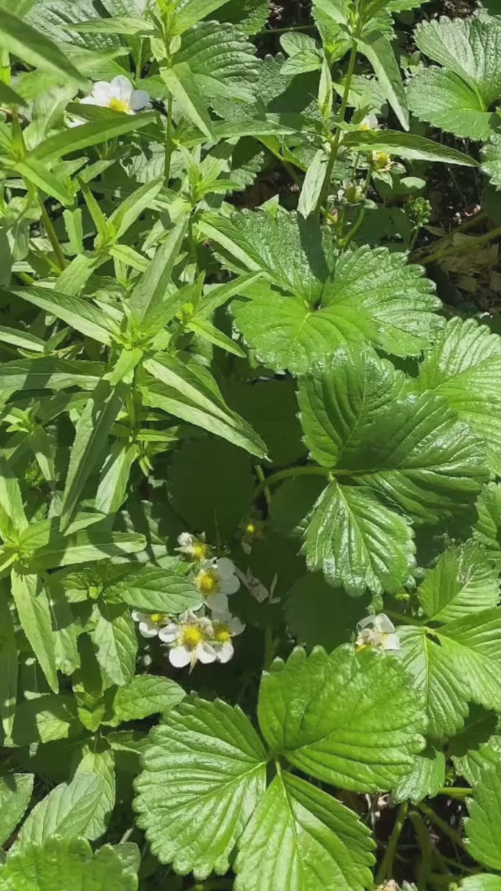 Improving Soil Biology Tip of Week