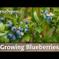 O'Neal Blueberry (Early Harvest)