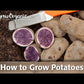 Organic Green Mountain Seed Potato (lb)