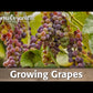 Cabernet Sauvignon Wine Grape Vine