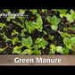 Peaceful Valley Summer Soil & Wildlife Mix - Raw Seed (lb)