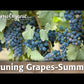 Cabernet Sauvignon Wine Grape Vine