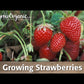 Organic San Andreas Strawberry Plants