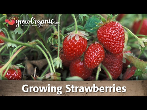 san andreas strawberry seeds Organic San Andreas Strawberry Plants – Grow Organic