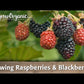 Potted Blackberry - Navajo