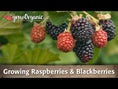 Yellow Honey Queen Raspberry for Sale – Grow Organic