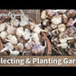 Organic Messidor Garlic (lb)