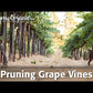 Cabernet Sauvignon Wine Grape Vine