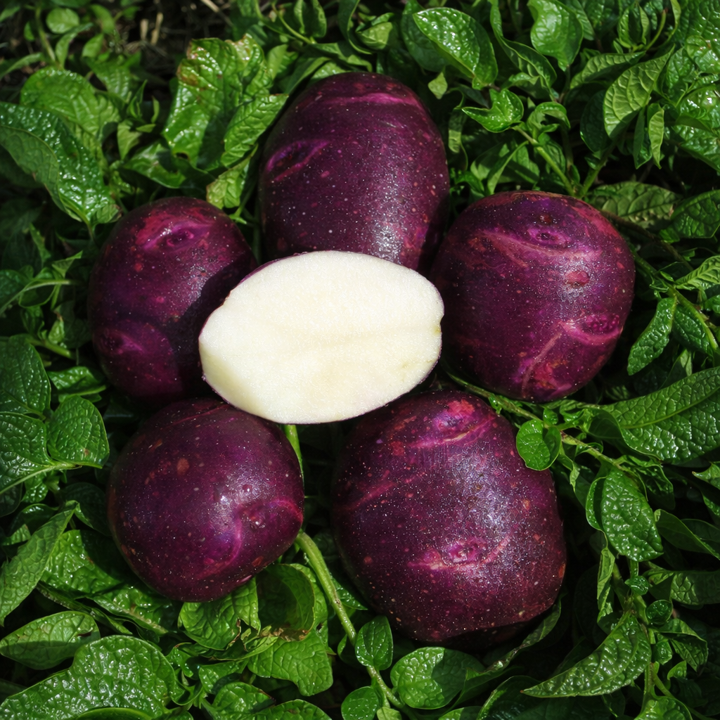 Organic Viking Purple Seed Potato (lb) Grow Organic