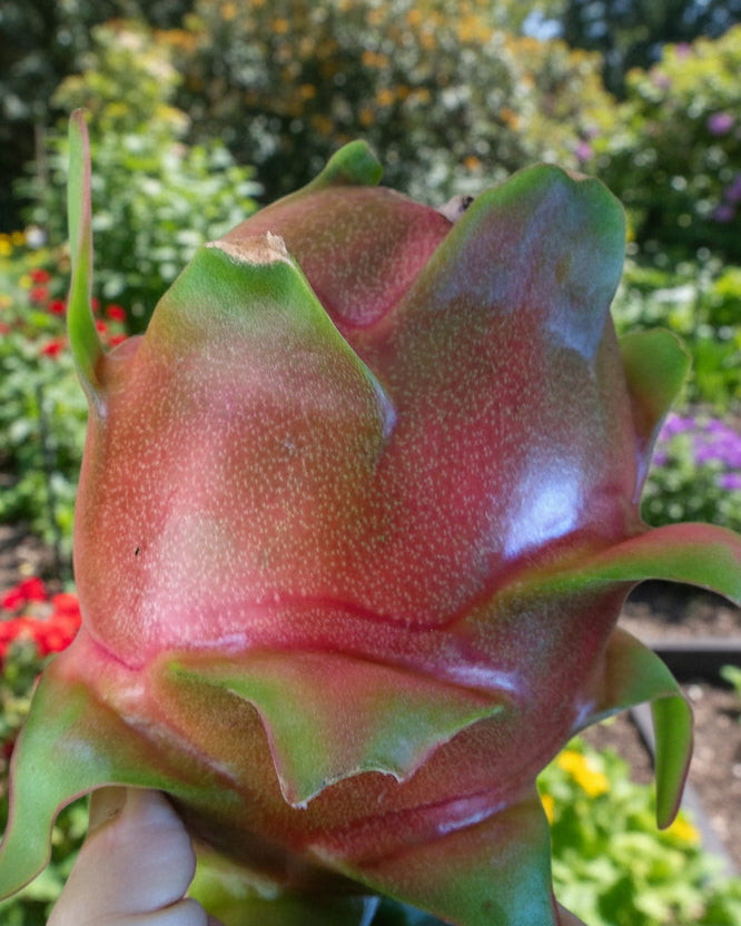 Purple Haze 5-S Wallace Ranch Dragon Fruit
