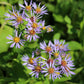 Purplestem Aster lavender flowers with golden centers