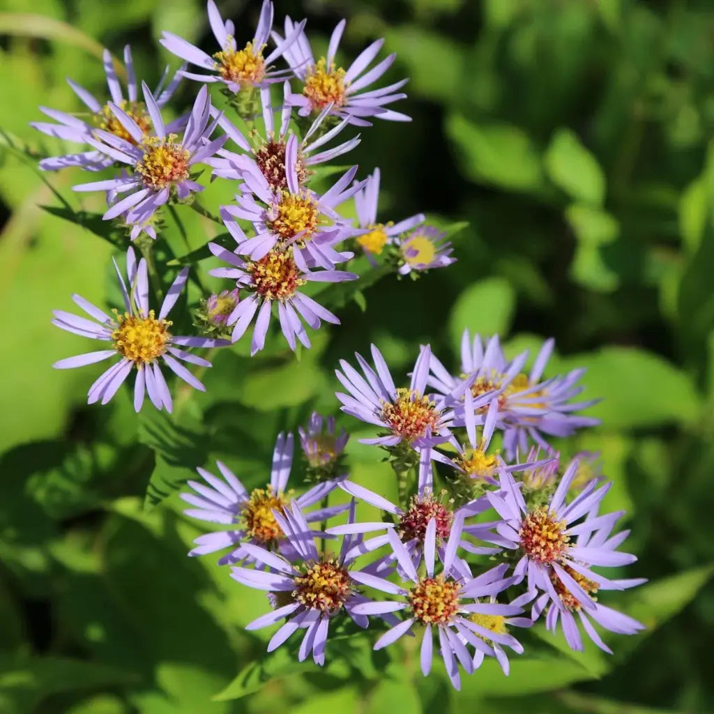 Purplestem Aster lavender flowers with golden centers