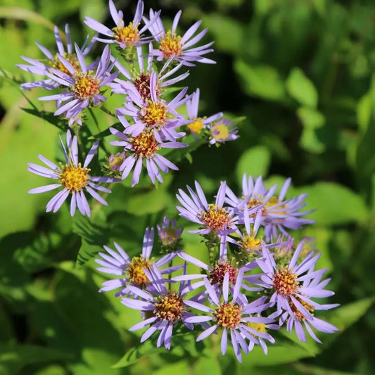 Purplestem Aster Seeds (Organic) Hudson Valley Seed Company