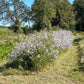 Mature Purplestem Aster plants flowering in a field