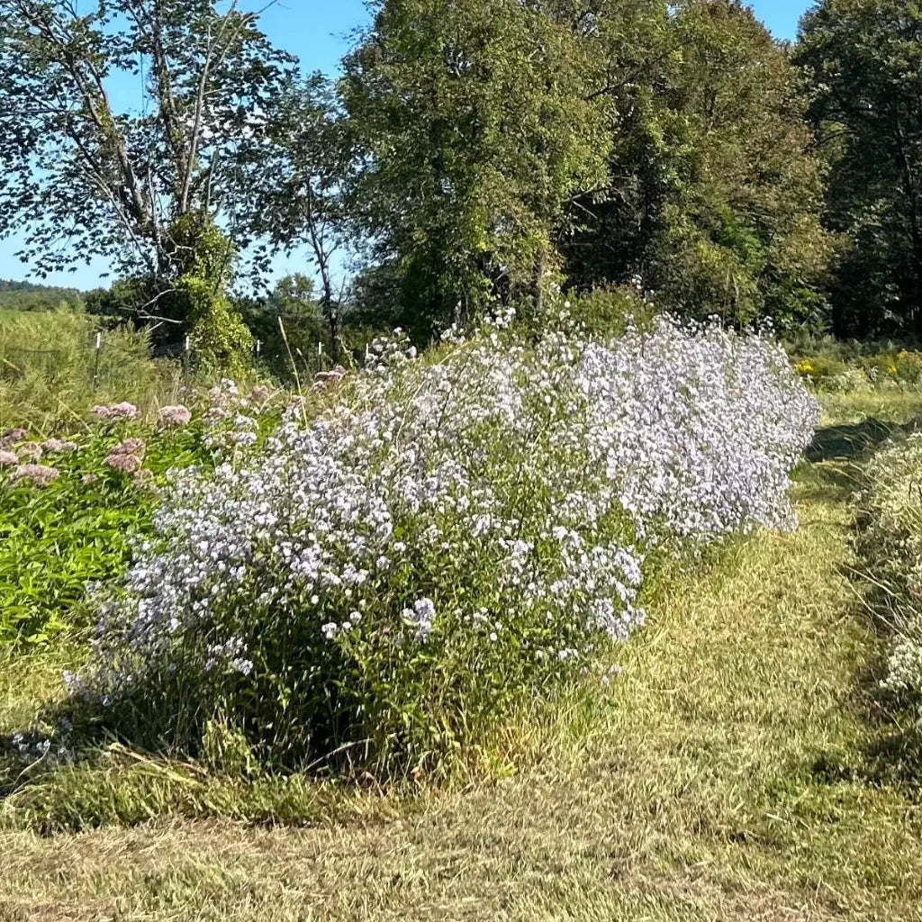 Mature Purplestem Aster plants flowering in a field