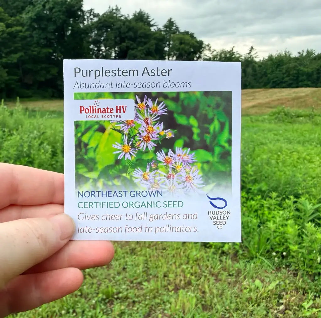 Hudson Valley Seed Company PollinateHV Purplestem Aster organic seed packet