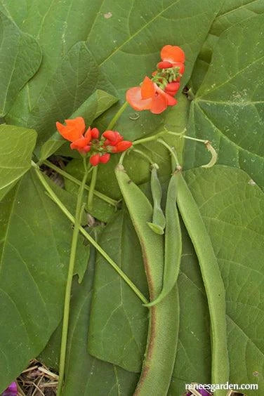 red beans seeds for planting Renee's Garden Magic Beanstalk Scarlet Runner Bean Seeds