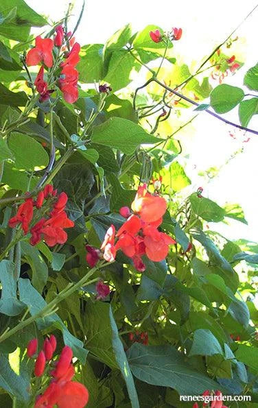 planting red beans from seed Runner Beans Magic Beanstalk – Grow Organic