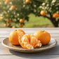 Satsuma Mandarin Tree (Potted) Primo Size 24"-36" Four Winds Growers