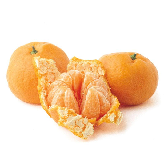 PV Owari Satsuma Semi-Dwarf Mandarin Tree Primo Size 24"-36" Four Winds Growers